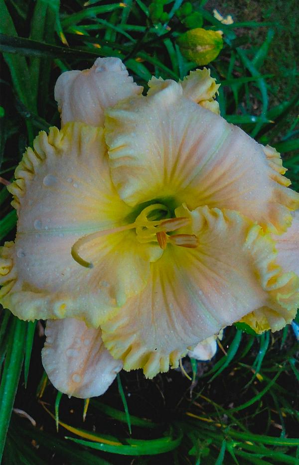 Favorite Things Daylily Garden - Ember-Rae